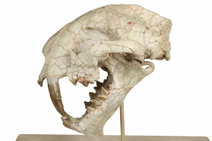 False Saber-Toothed Cat (Dinictis) Skull - South Dakota #236996